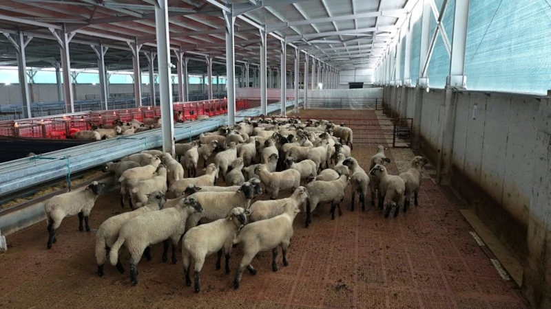 Kastamonu’da bilimsel çalışmayla kuzu verimi arttı: 55 koyundan 100’ün üzerinde yavru